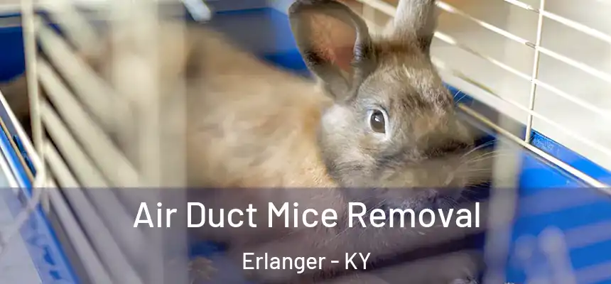  Air Duct Mice Removal Erlanger - KY