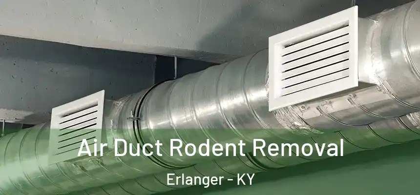  Air Duct Rodent Removal Erlanger - KY